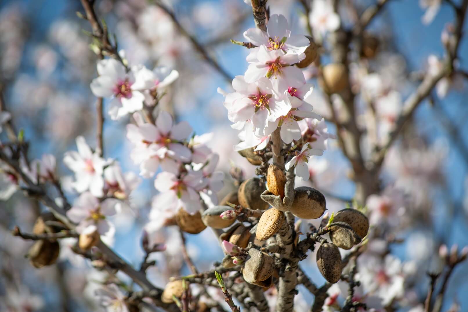 almond blossom origin of nougat Pablo Garrigos