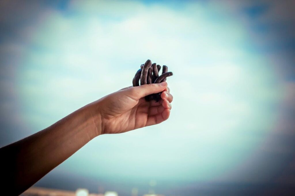 Orangettes Pablo Garrigós Ibáñez. Naranja confitada con chocolate.