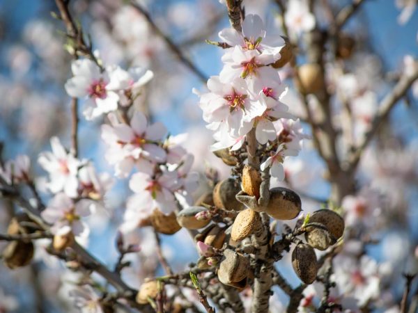 almendro en flor origen del turrón Pablo Garrigos