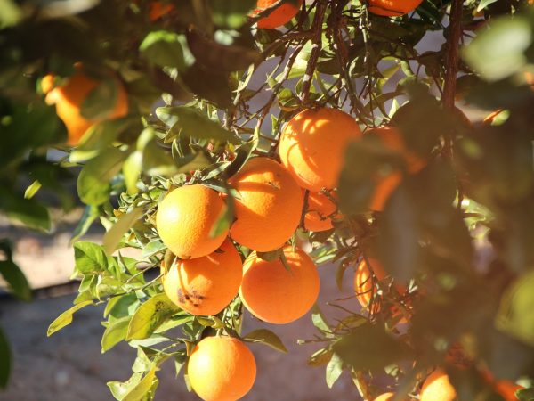 Sabor y olor de la naranja, ingrediente nuestros turrones